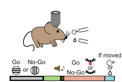 mouse