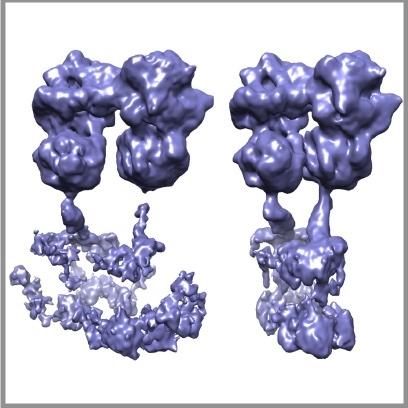 membrane proteins